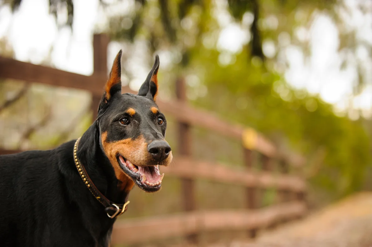 Doberman Pinscher At Park