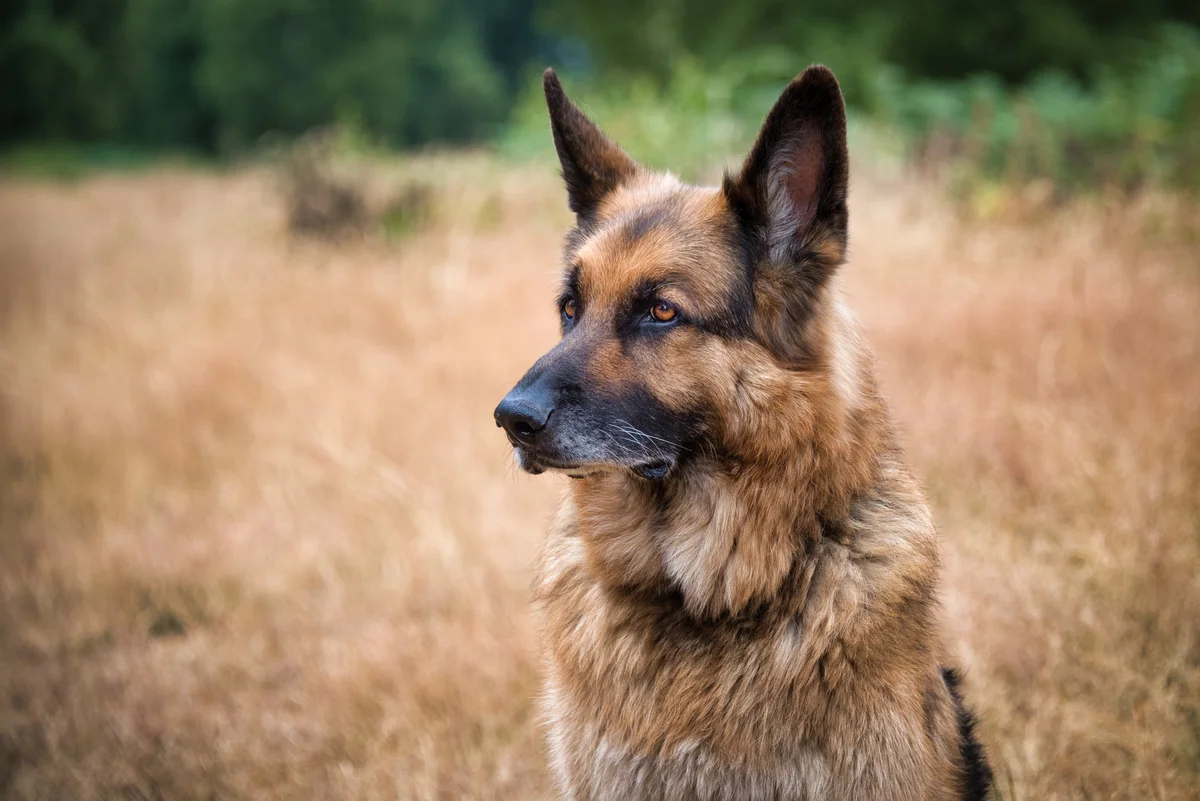 German shepherd