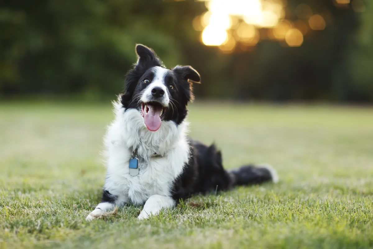 A happy, loyal-looking Border Collie.