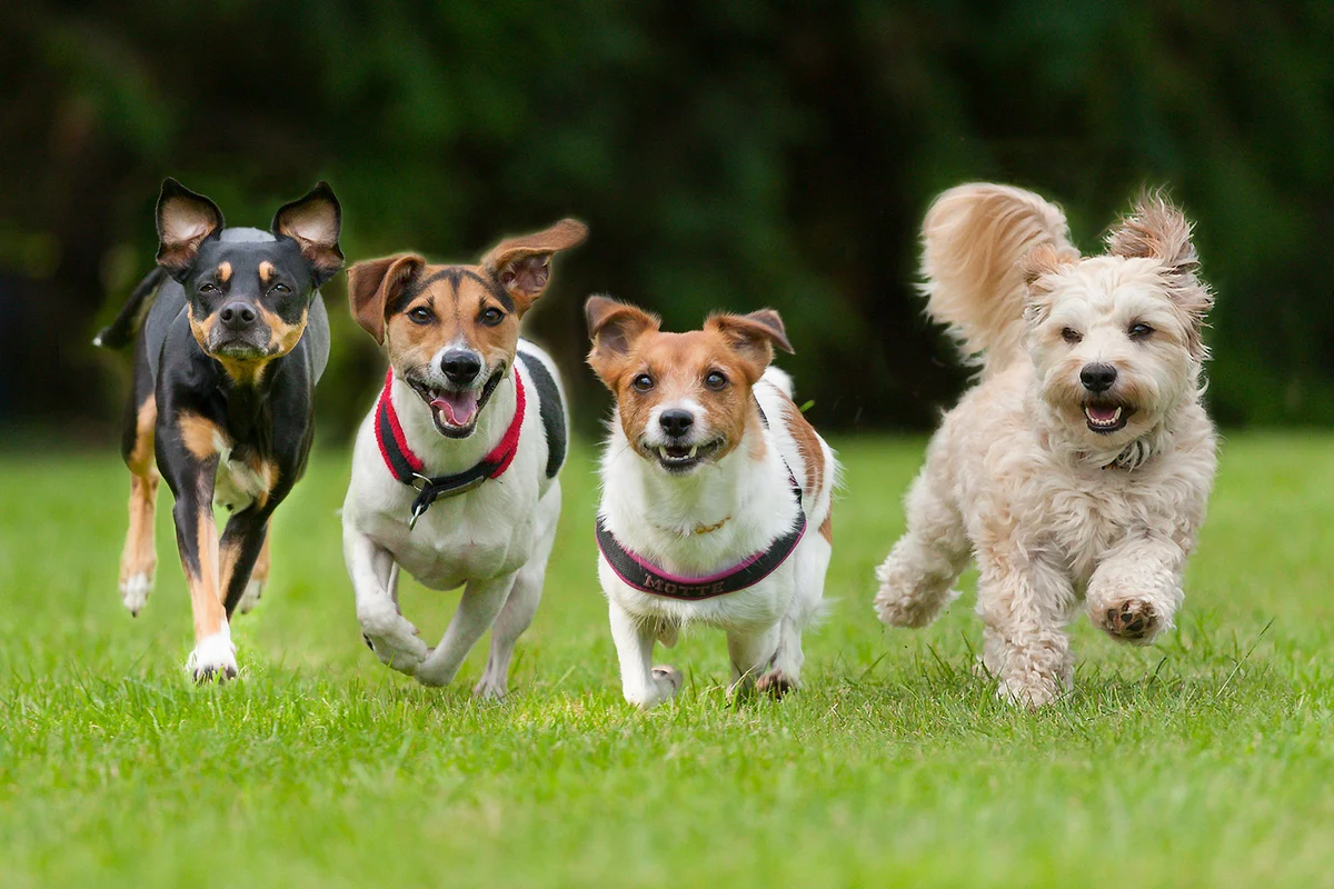 4 Little dogs running in a row