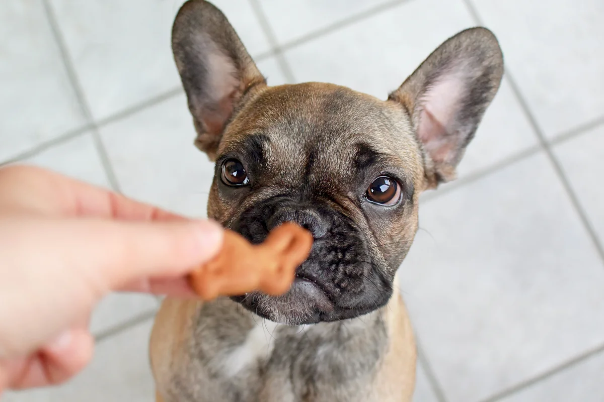 French Bulldog puppy looking at Easter bunny shaped dog biscuit