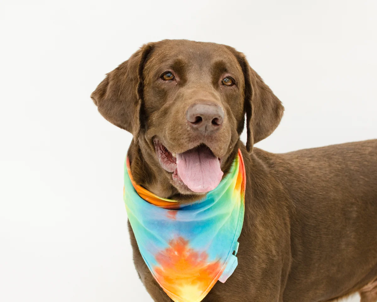 dyed pet collar