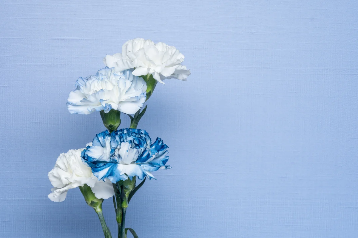 dyed carnation