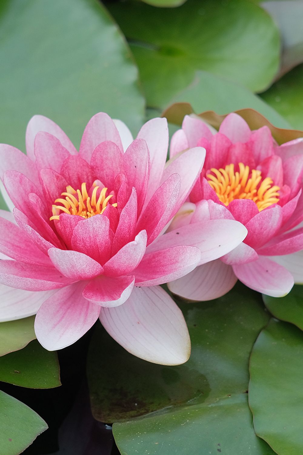 July Birth Flowers: Larkspur & Water Lily Meanings & Symbolism