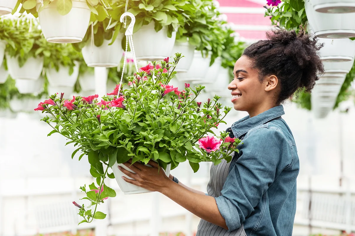 Flowers grown in greenhouse and work of gardener