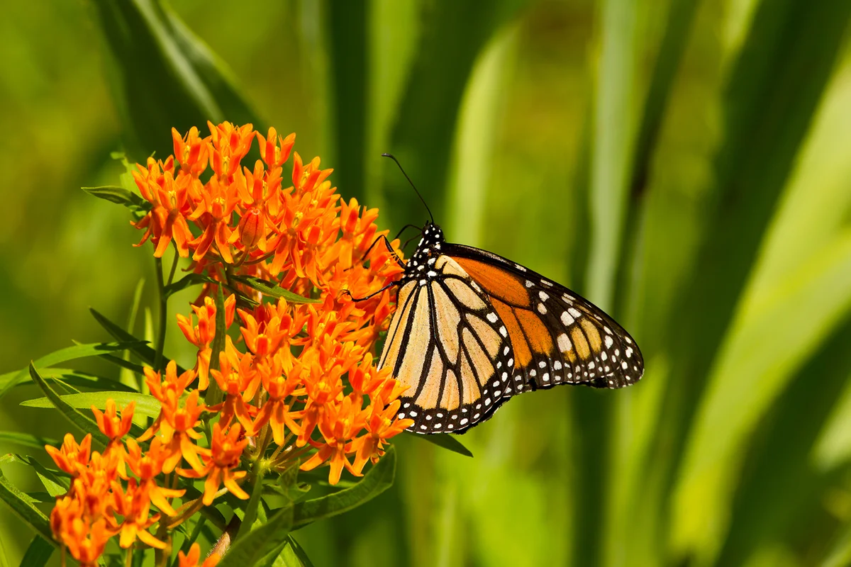 A brilliant, orange Monarch pollinates a butterfly weed plant with green leaves