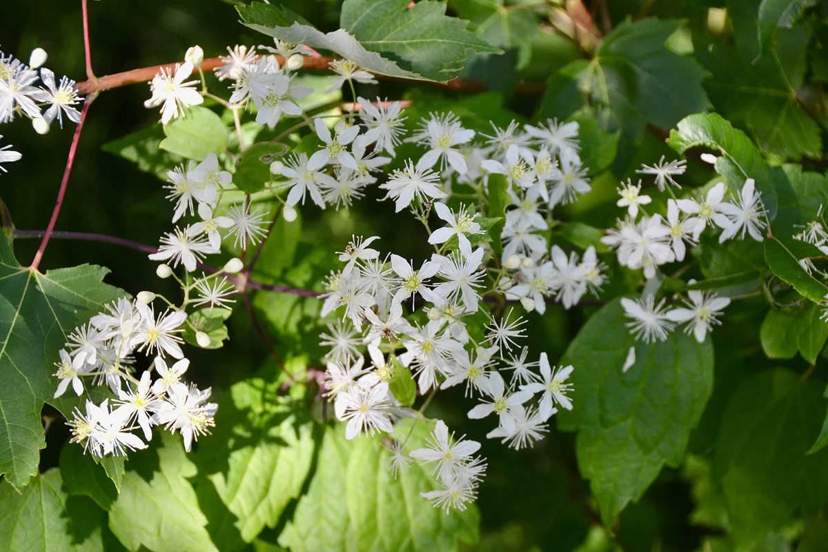 Virgin's-Bower in bloom along hiking trail at Cape Croker during Summer