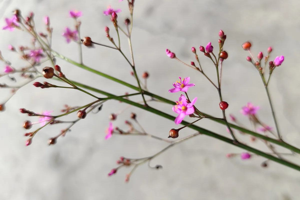 Talinum paniculatum (Jewel of opar)