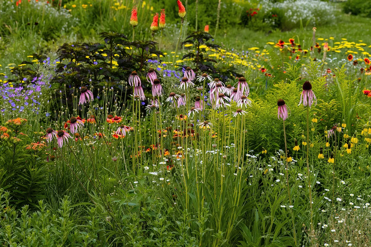 A xeriscape garden with a wide variety of hardy, drought tolerant plants