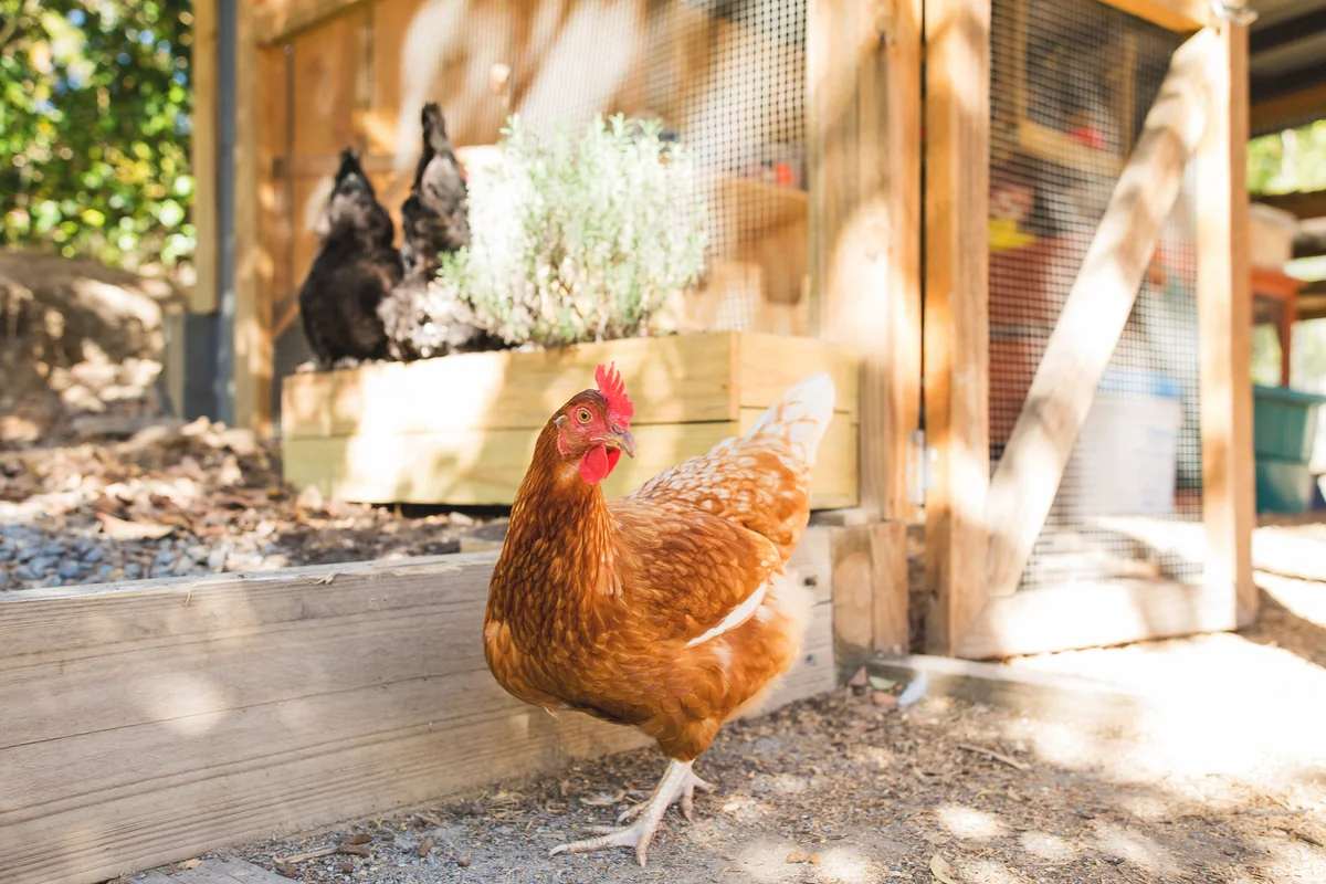 Pet chicken in backyard near coop.
