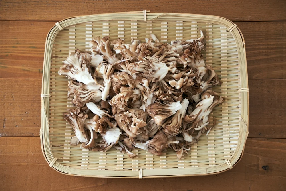 basket of chopped hen-of-the-woods mushrooms