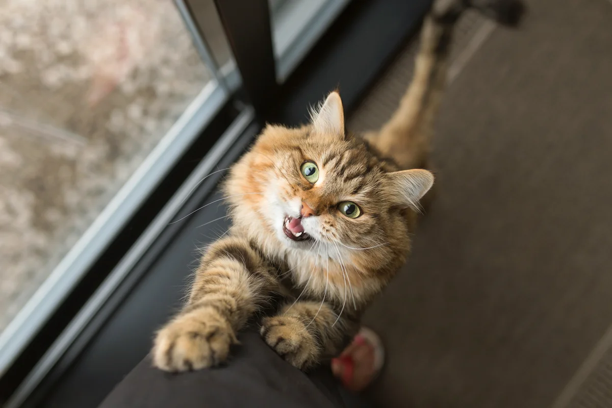 Talking to cat