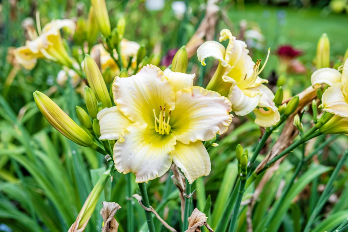 Closeup of a lovely cream Hemerocallis daylily flowering in a garden