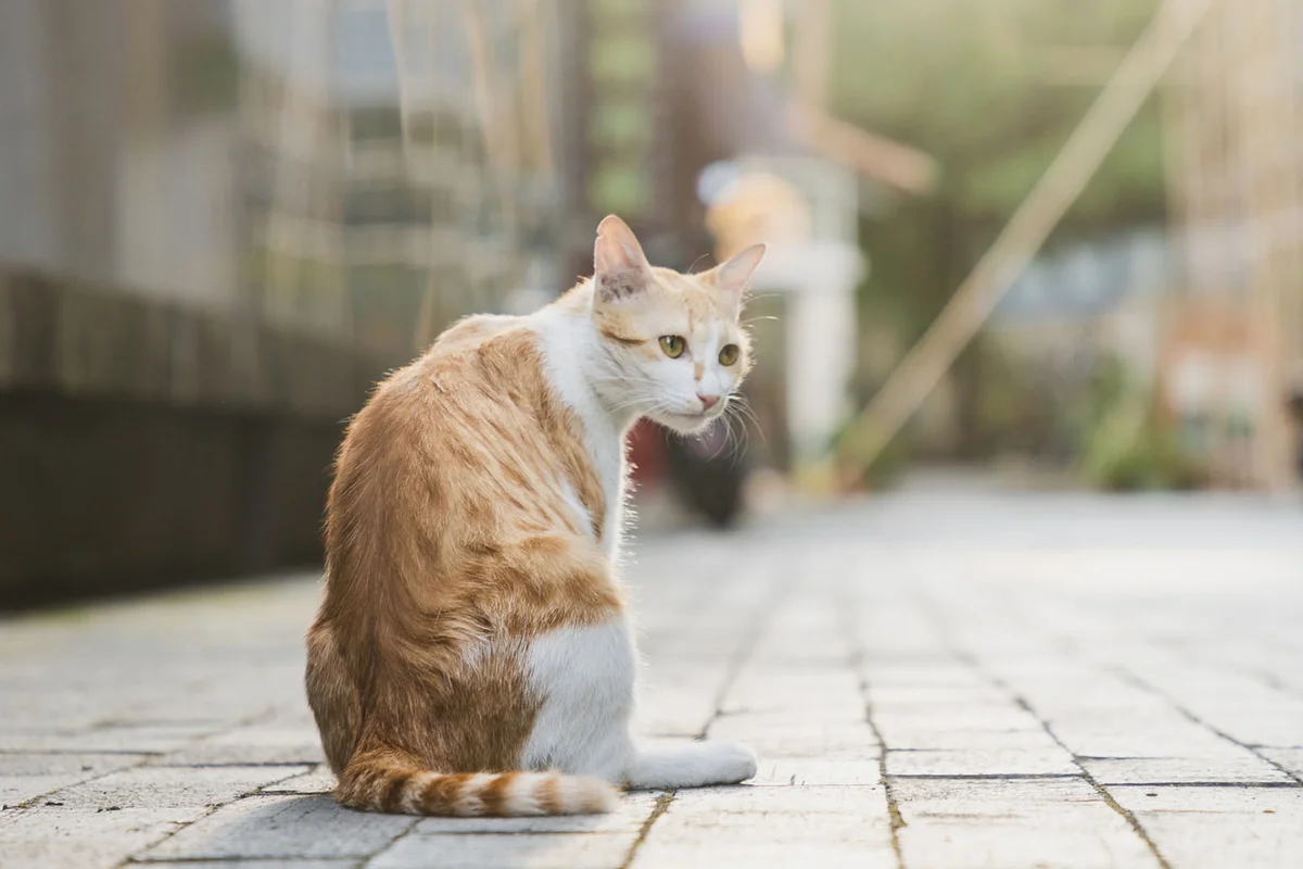 Stray cats relaxing on city street