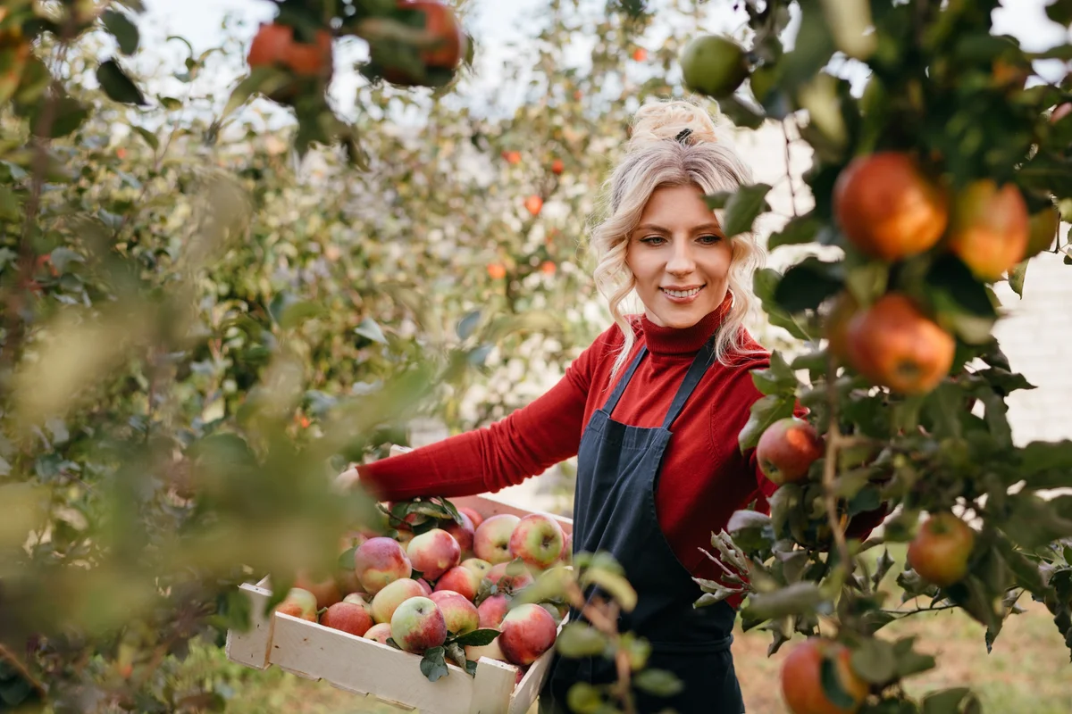 woman picking apples