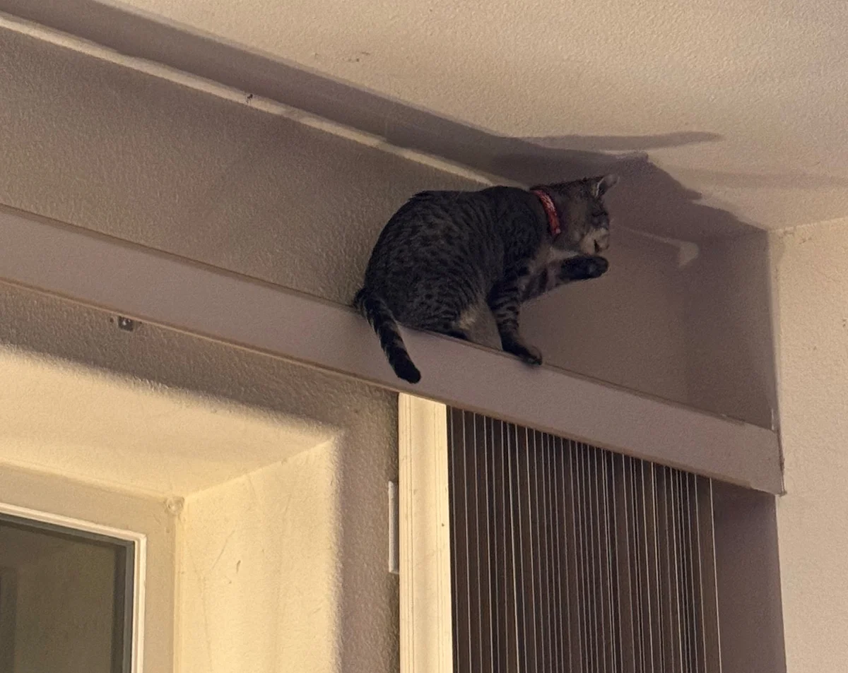 Schnebly on the vertical blinds