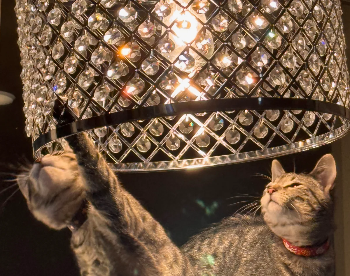 Cats playing with a lamp