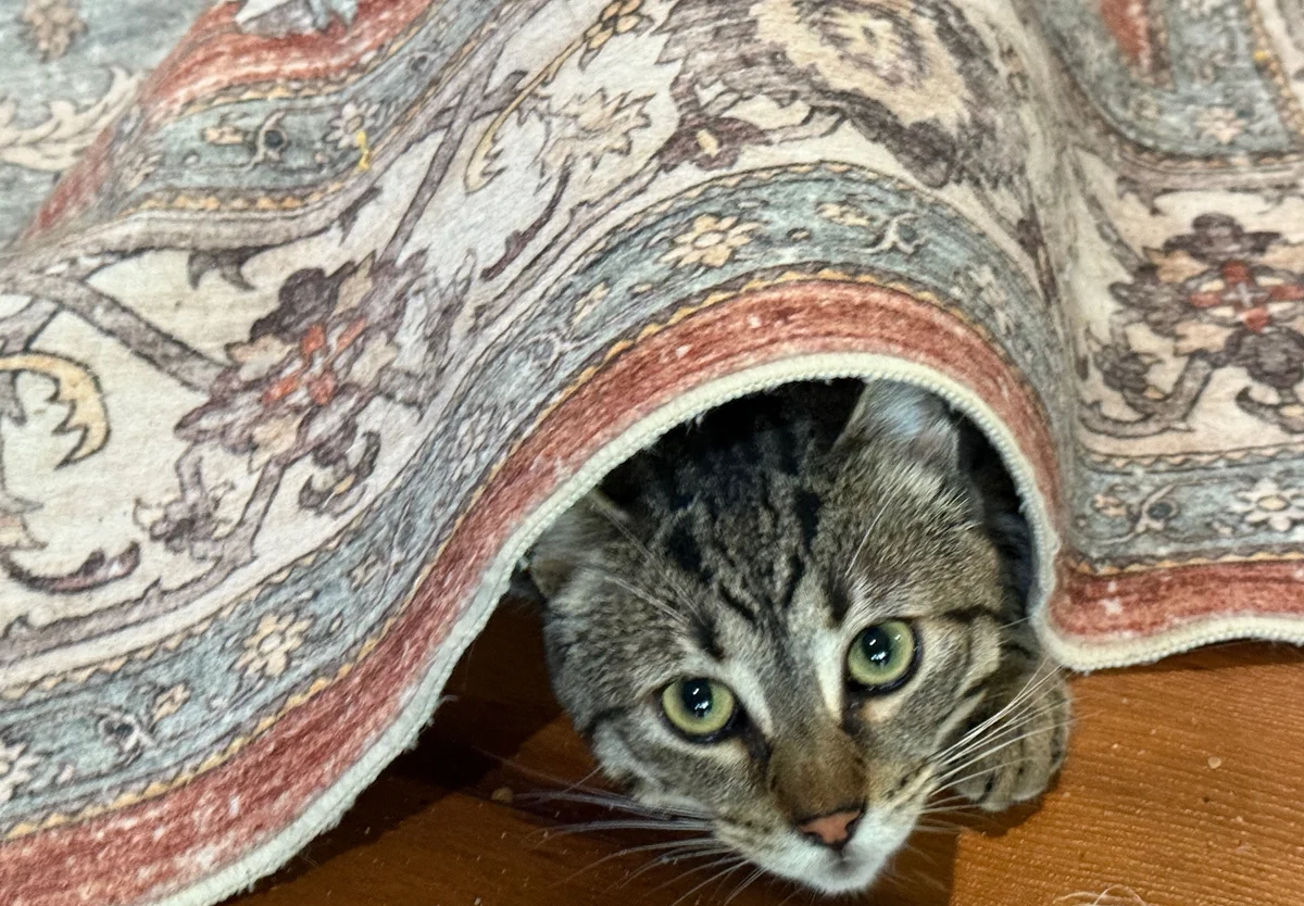 Bella wrapped up in a rug
