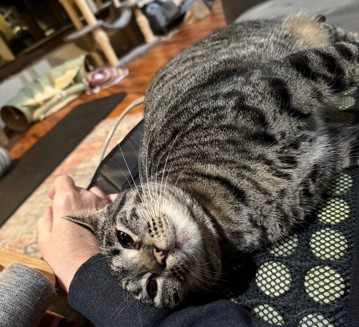 Sedona on a heating pad