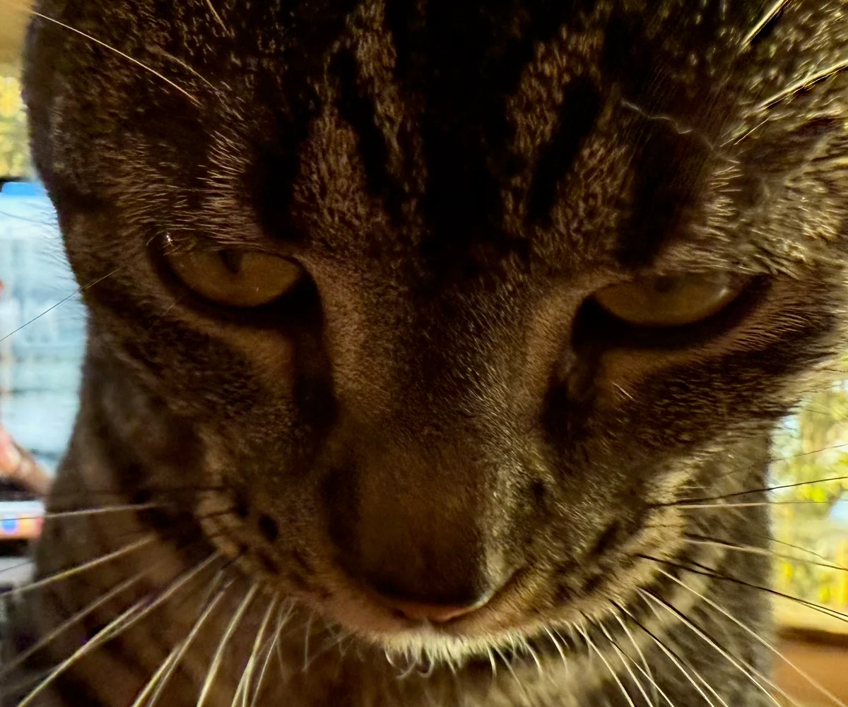 cat closeup