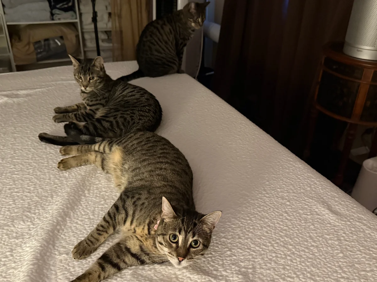 cats on the bed
