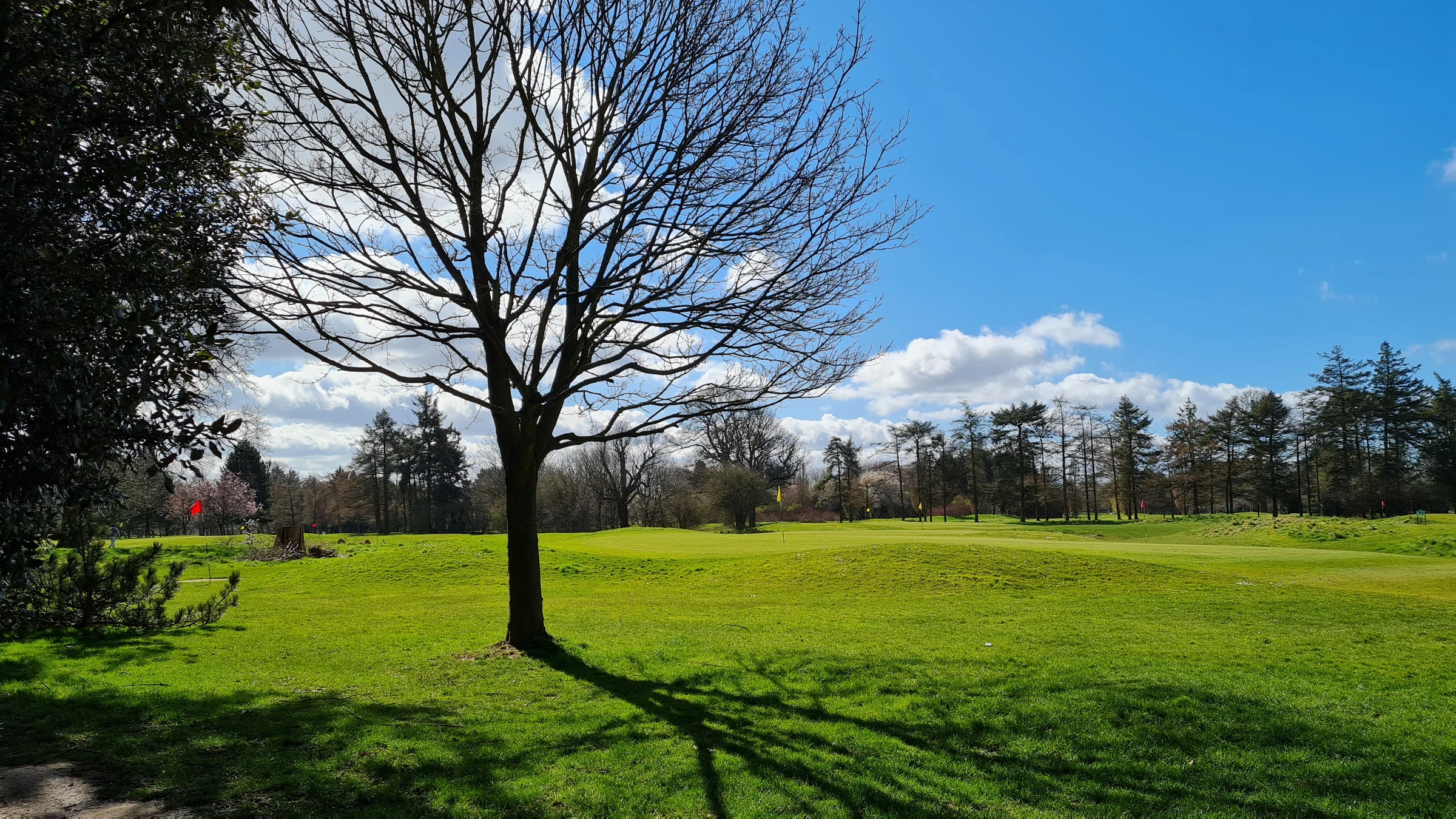 A tree stands between a golf ball and the putting green