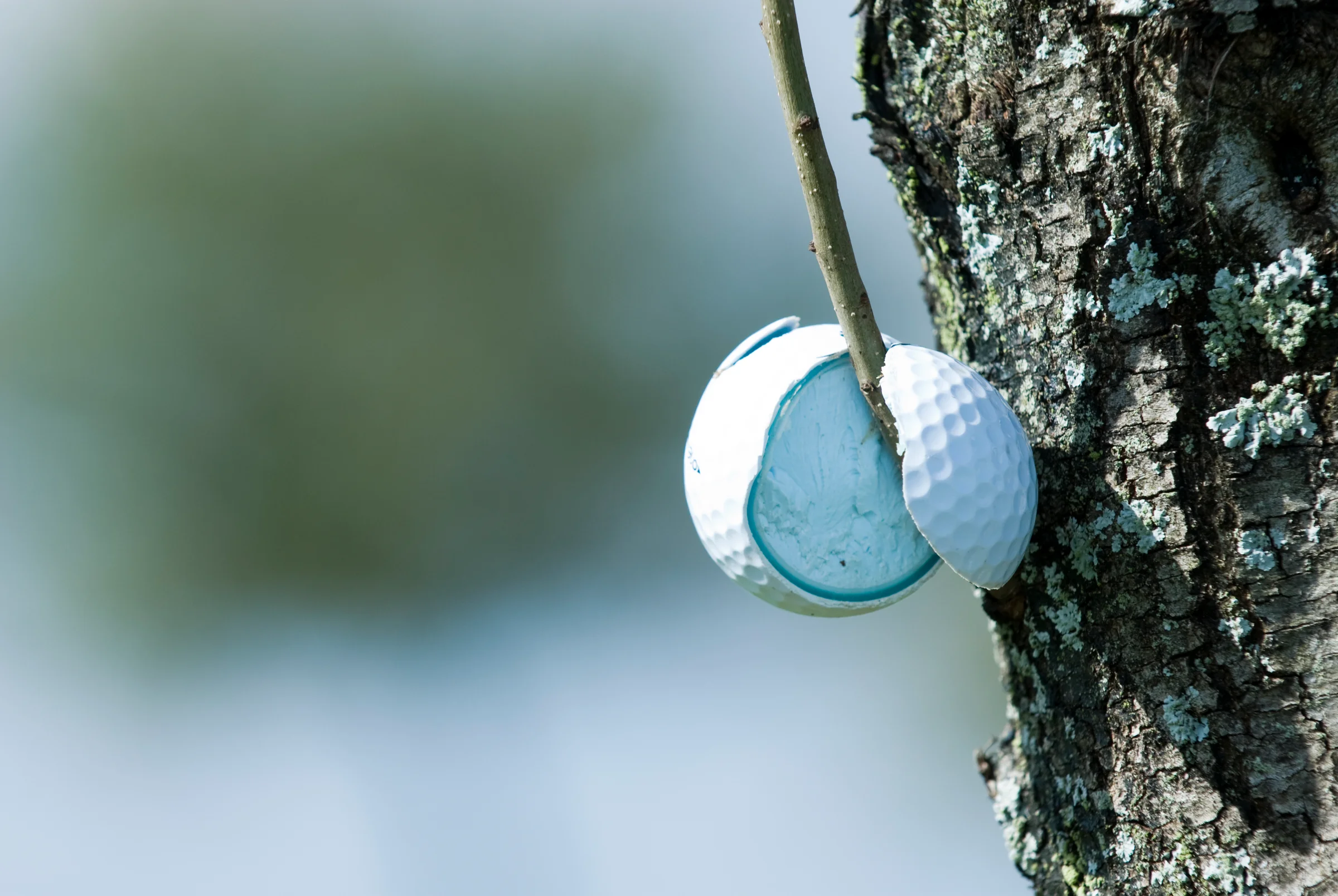 Broken golf ball in tree