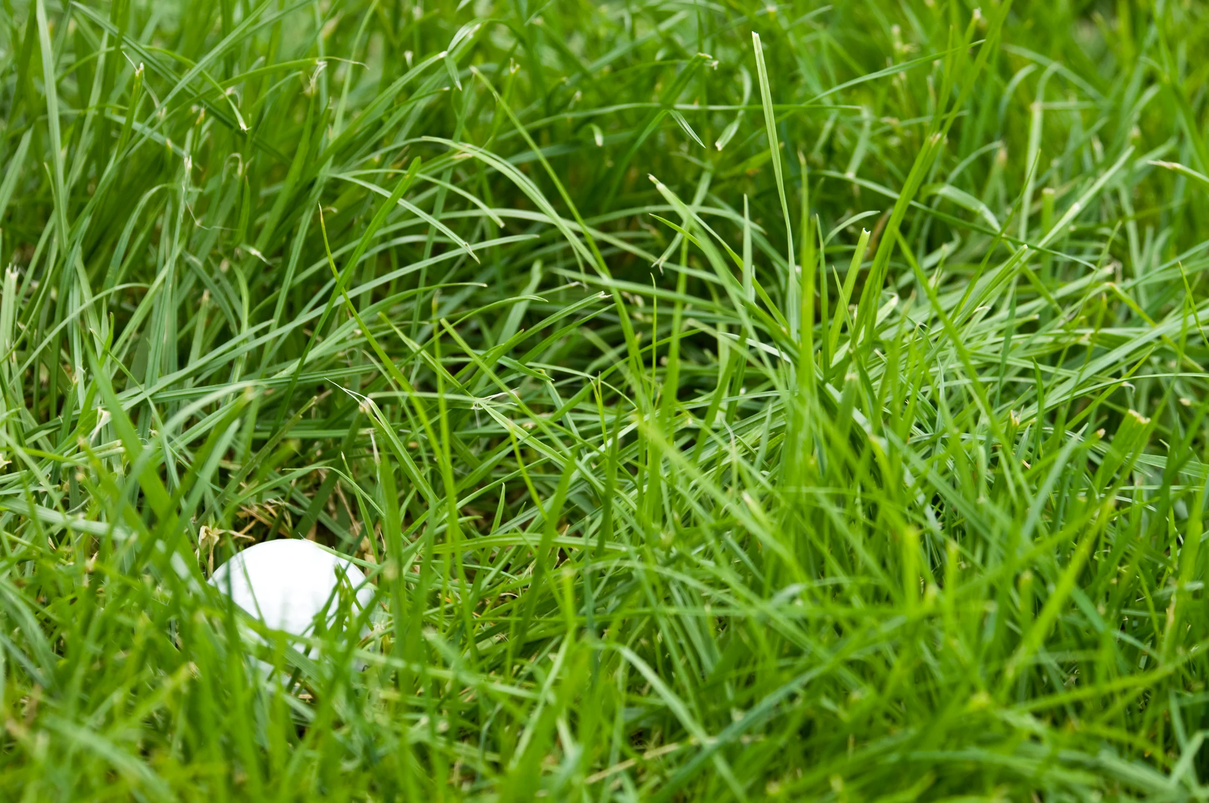 Golf ball in deep rough