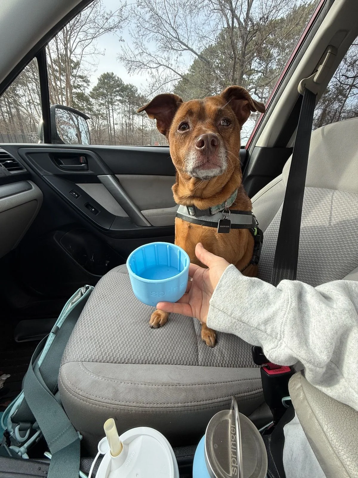Jessica H's dog using the dog water bottle