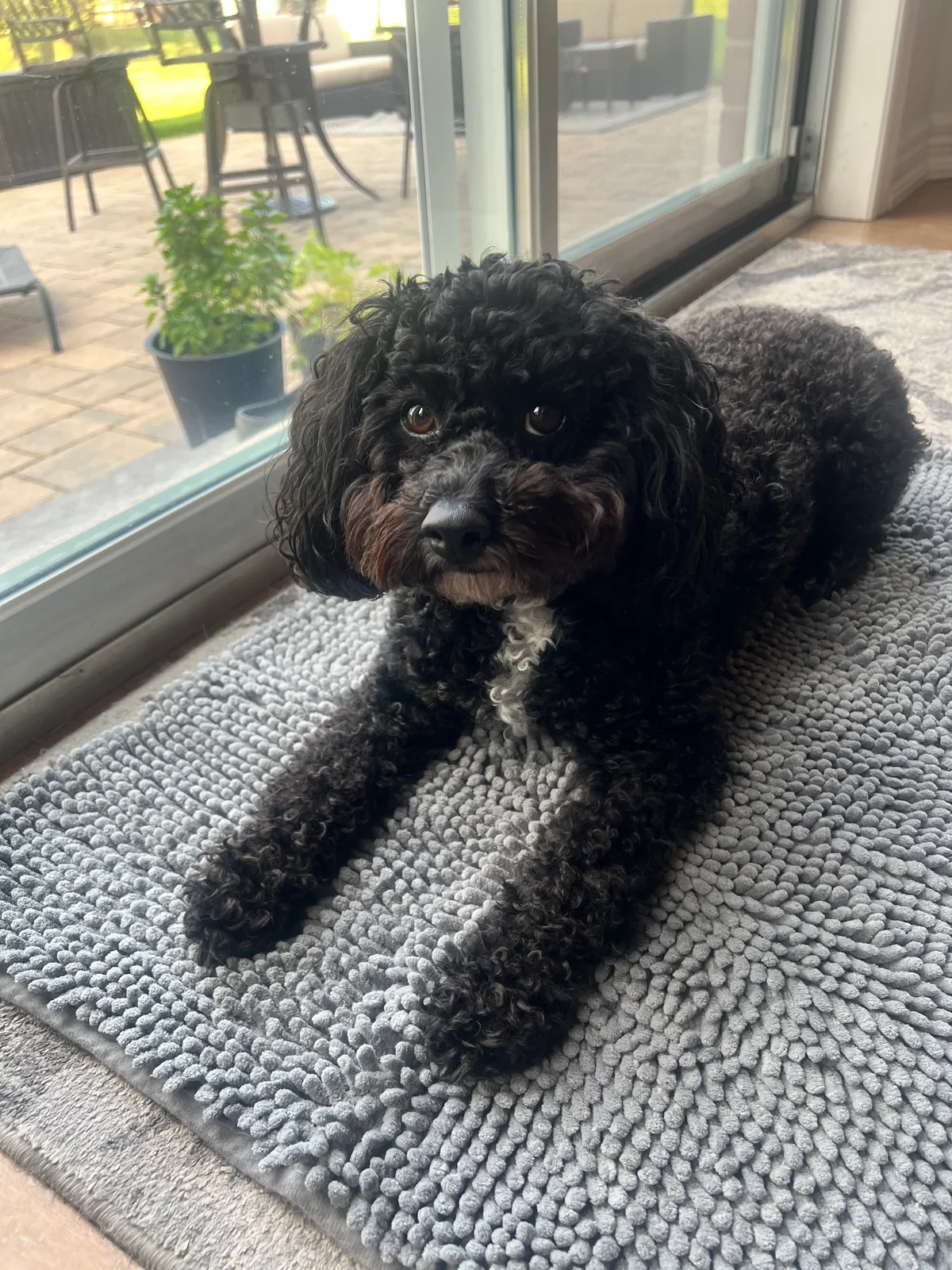 dog on doormat